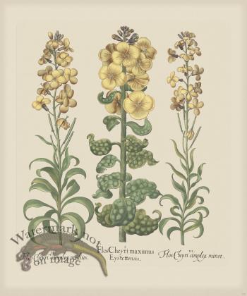 Besler 170 Colored B2